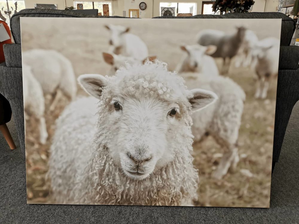 Premium Sheep Canvas Print | Rembrandt