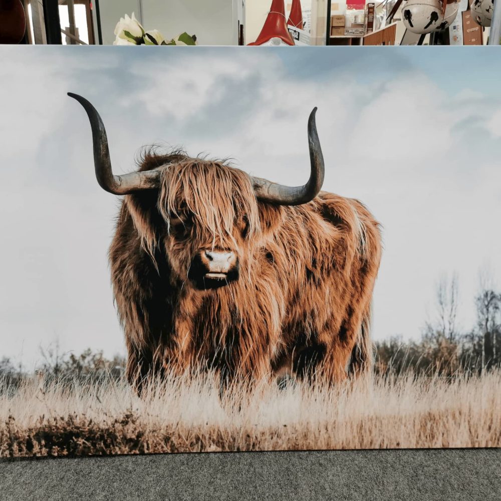 Highland Cow Canvas Print | Rembrandt