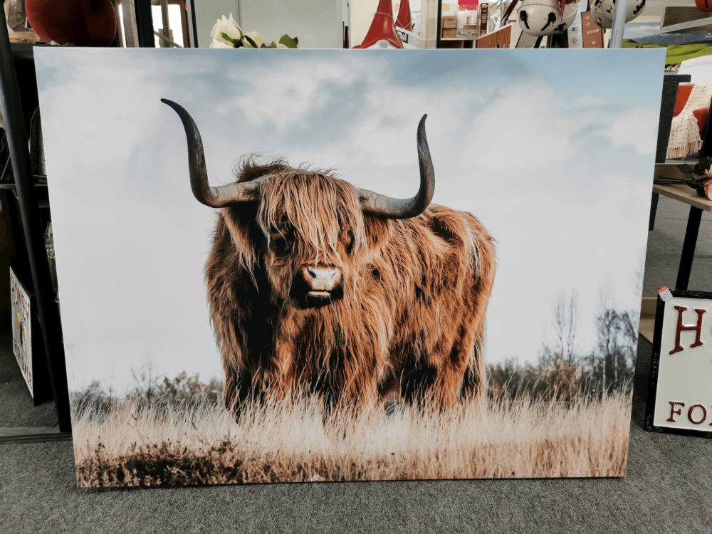 Highland Cow Canvas Print | Rembrandt